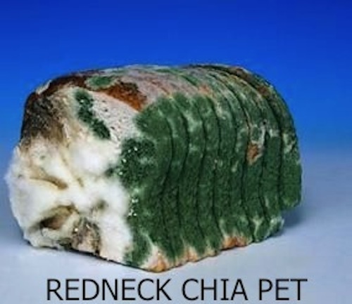 RedneckChiaPet31.jpg