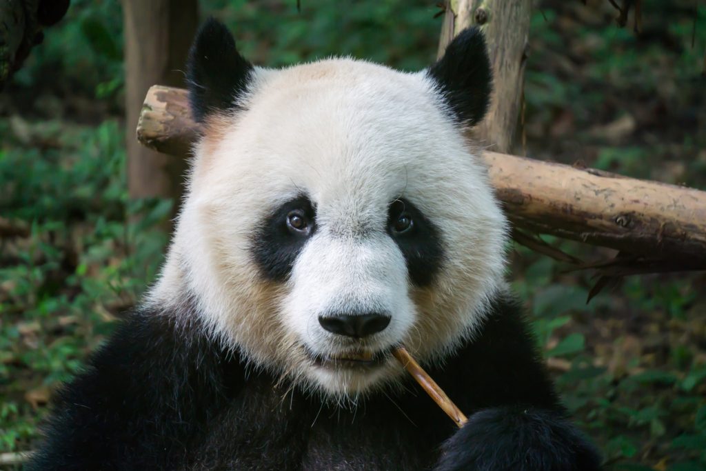 Image result for facts about pandas